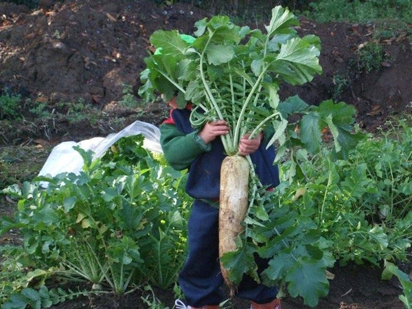 わかやま春のいちご狩り いちご祭り大感謝祭!【新石切・八戸ノ里・近鉄八尾・JR久宝寺発】3